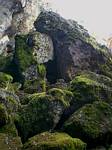 Moss-covered rock at the back entrance.